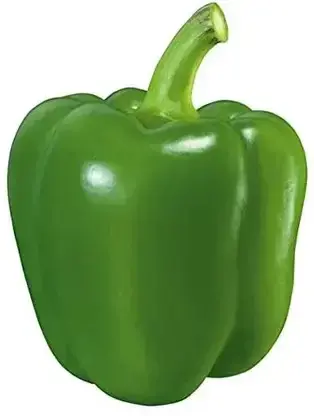 GREEN CAPSICUM