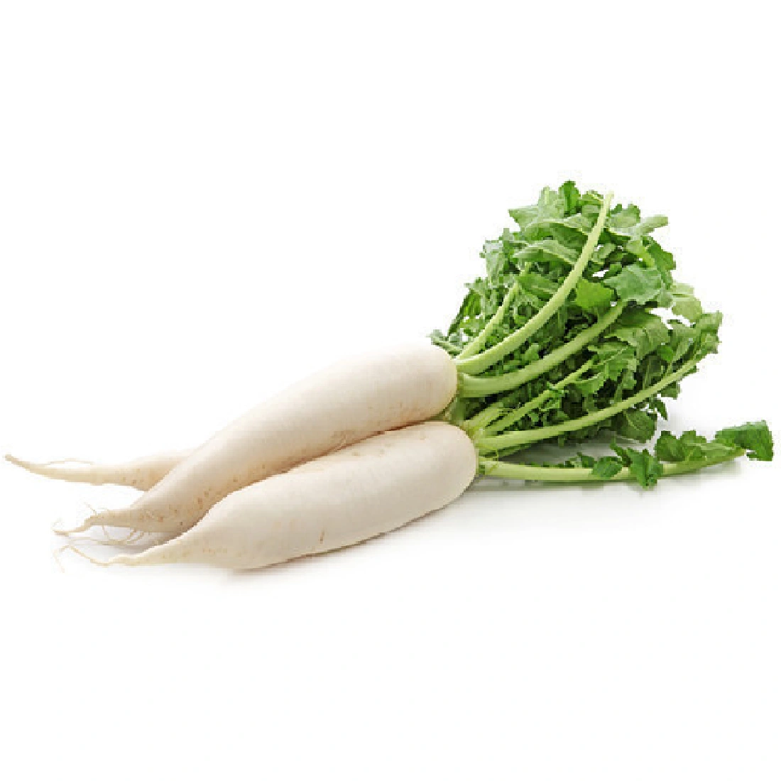 FRESH RADISH